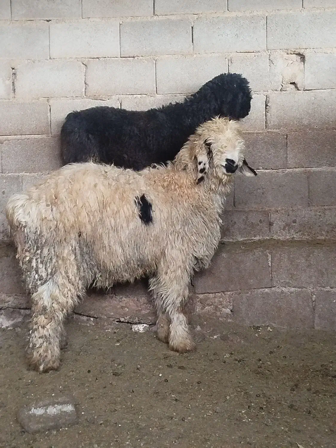 بره بذری|حیوانات مزرعه|شیراز, داریون|دیوار