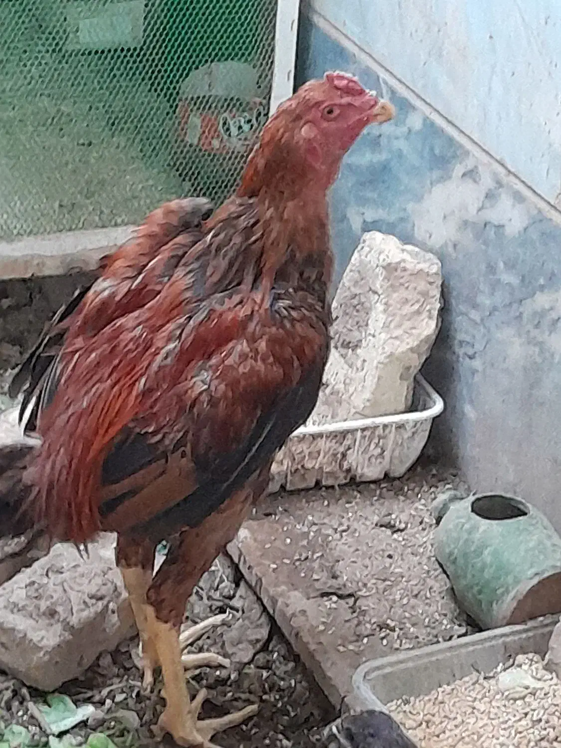 خروس لاری|حیوانات مزرعه|هشتگرد, شهرک راه آهن|دیوار