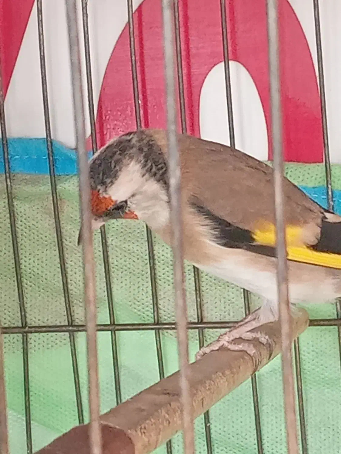 ۳عدد سهره  متولد قفس|پرنده|فردیس, شهرک شهید حسینی|دیوار