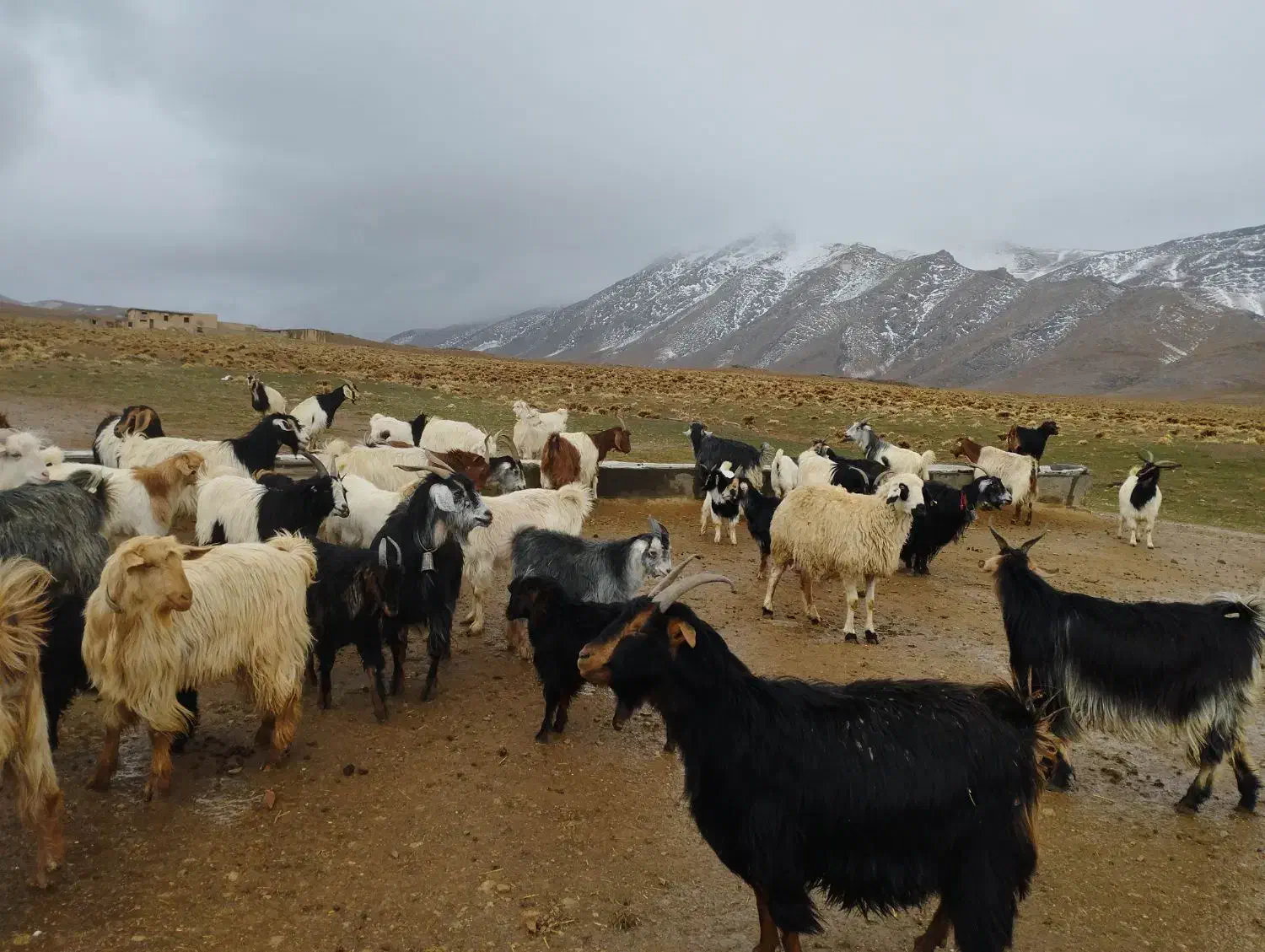 چوپانی|استخدام سرایداری و نظافت|خمین, |دیوار