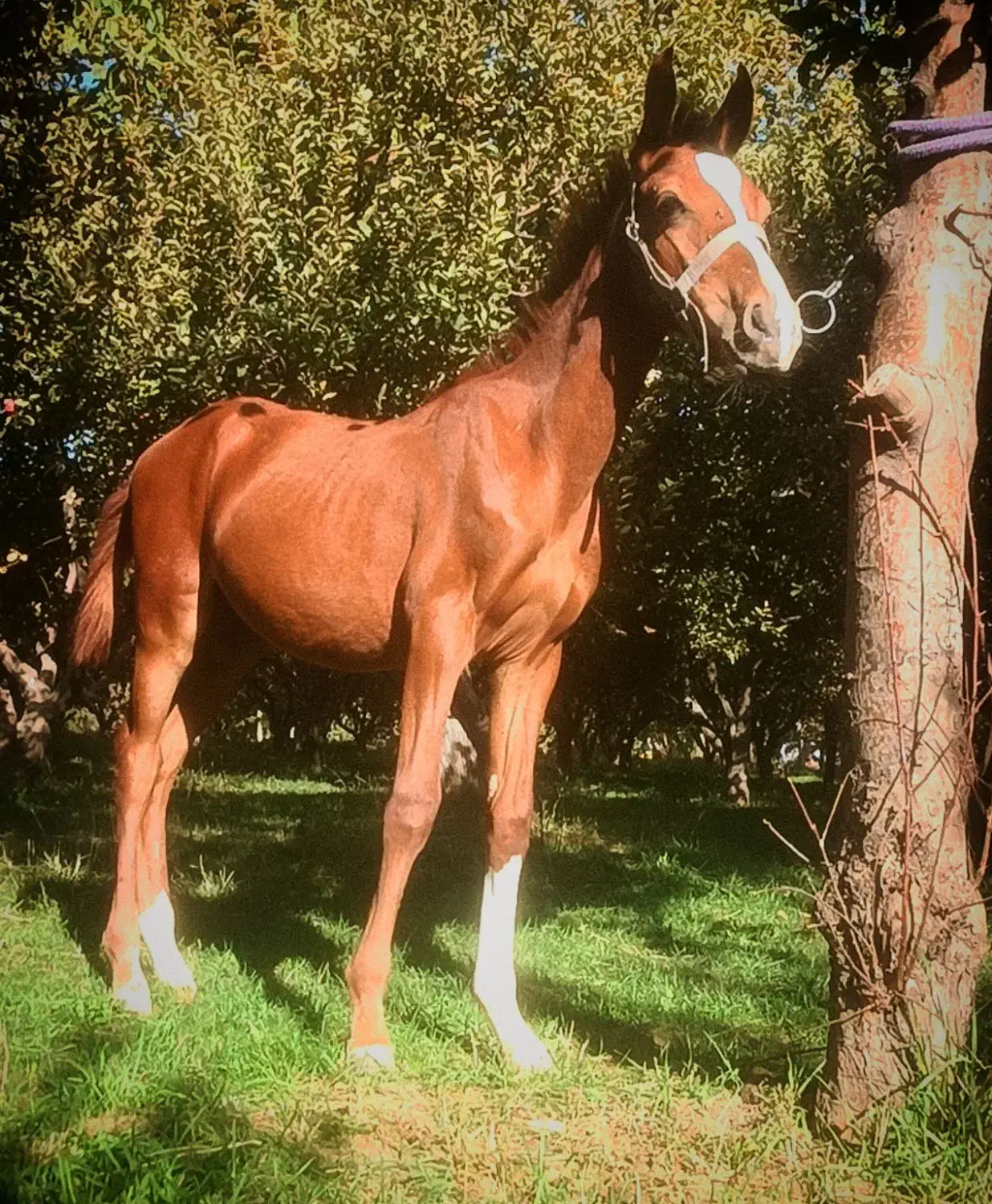 کره اسب ۵ماهه|اسب و تجهیزات اسبسواری|سلطانیه, |دیوار