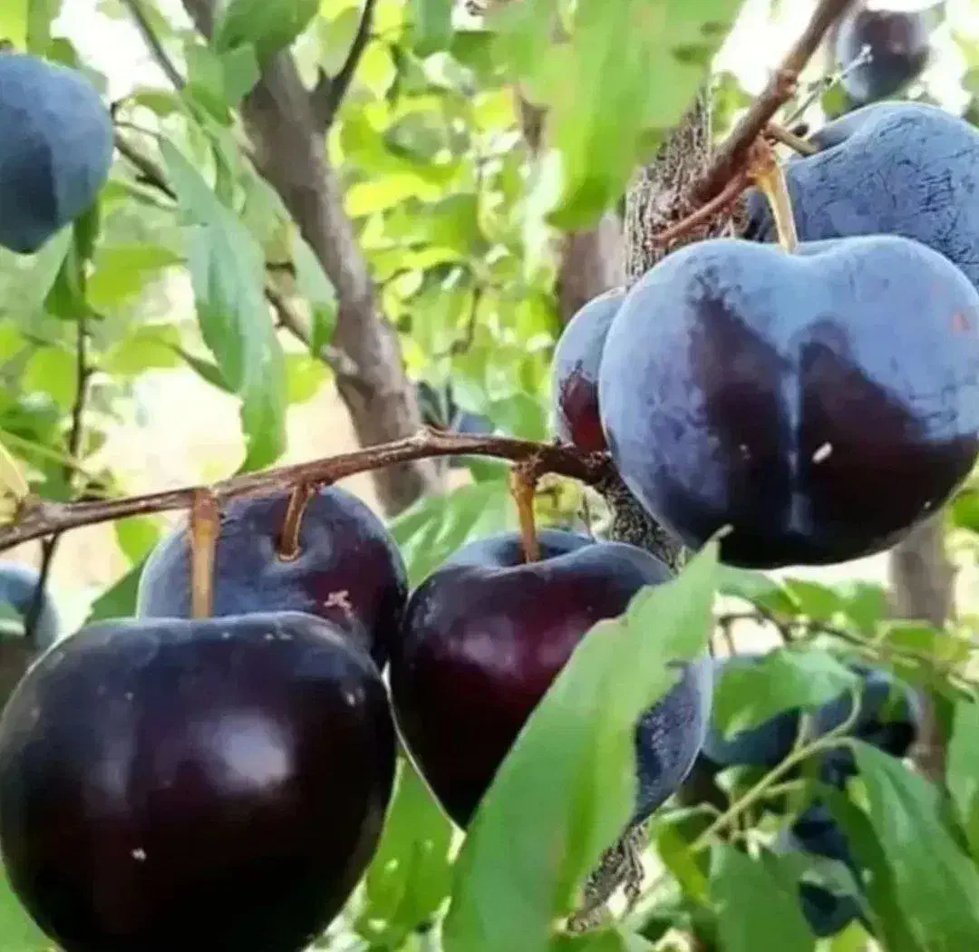 نهال آلو اختری آمریکایی|خدمات باغبانی و درختکاری|نوشین شهر, |دیوار