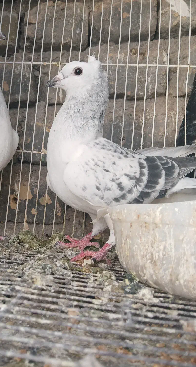 نر شامی کاکلی|پرنده|تربتحیدریه, اندیشه|دیوار