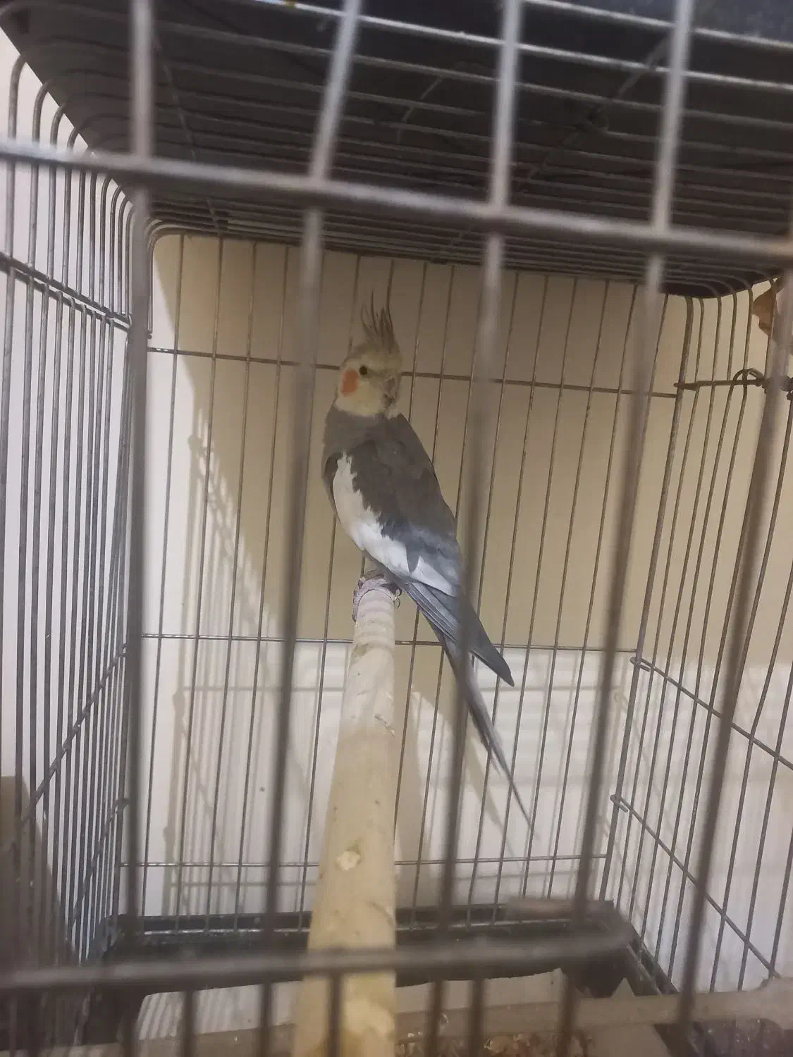 عروس هلندی جفتی ۲۵۰۰۰۰۰ با قفس|پرنده|پردیس, فاز ۱۱|دیوار