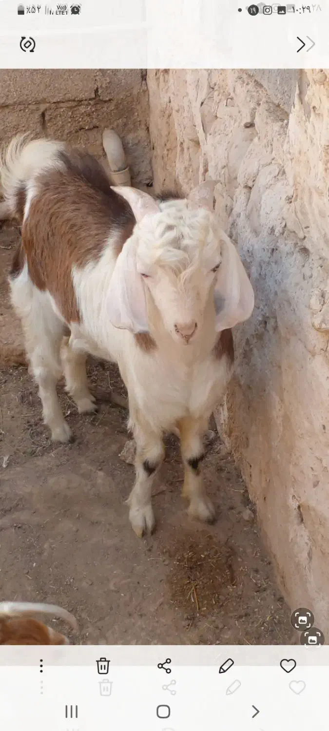 پازن گله|حیوانات مزرعه|خورموج, |دیوار