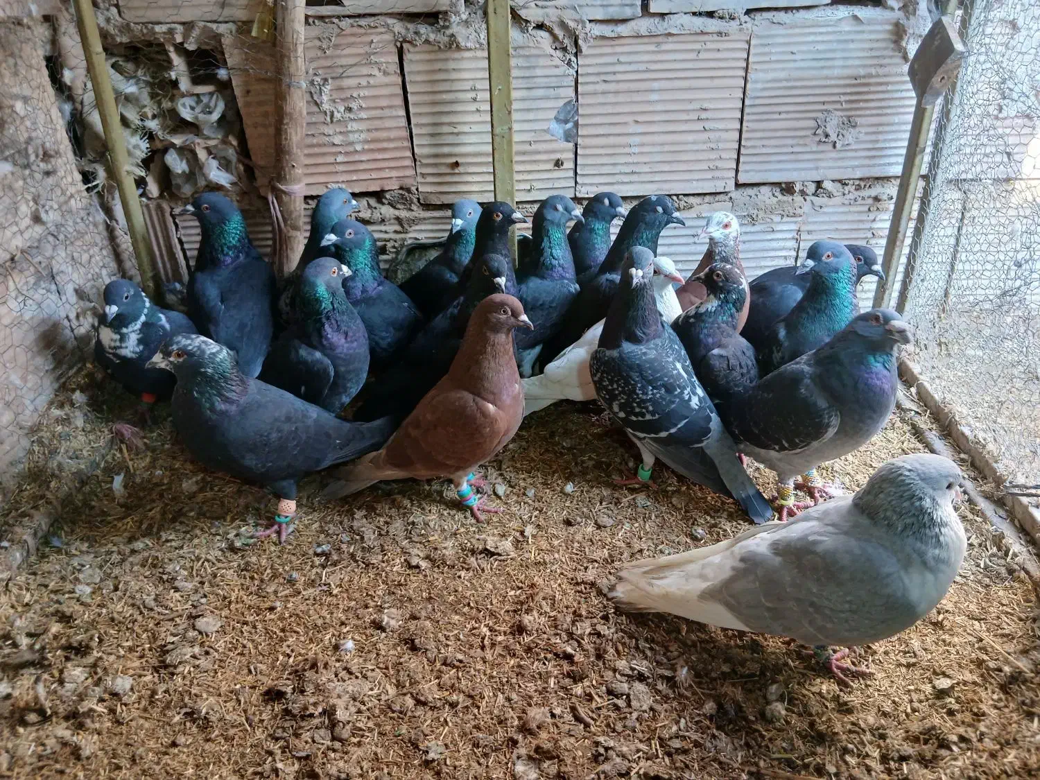 فروشی|پرنده|خوشاب, |دیوار