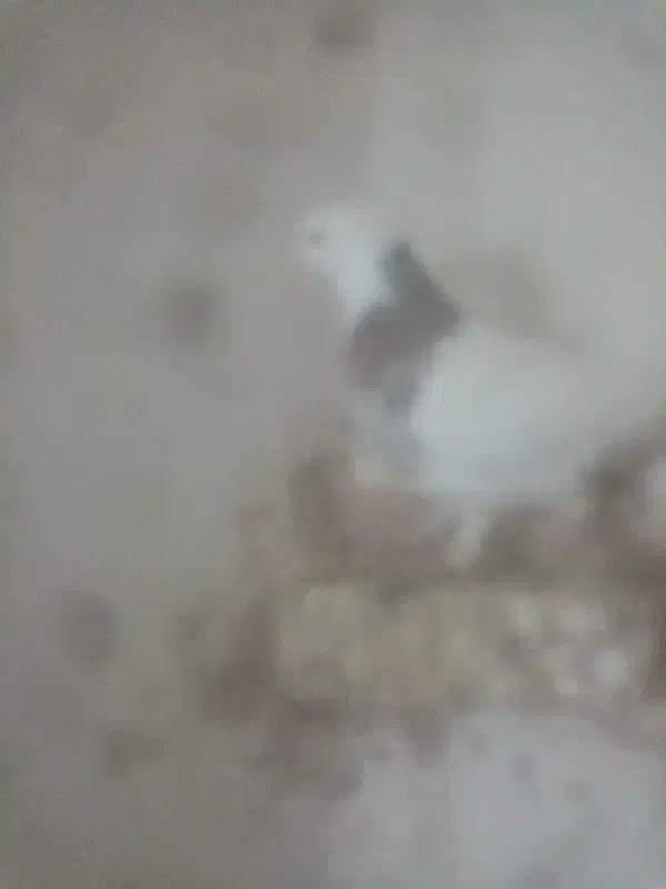 کتوترطوقی|پرنده|فردوس (خراسان), |دیوار