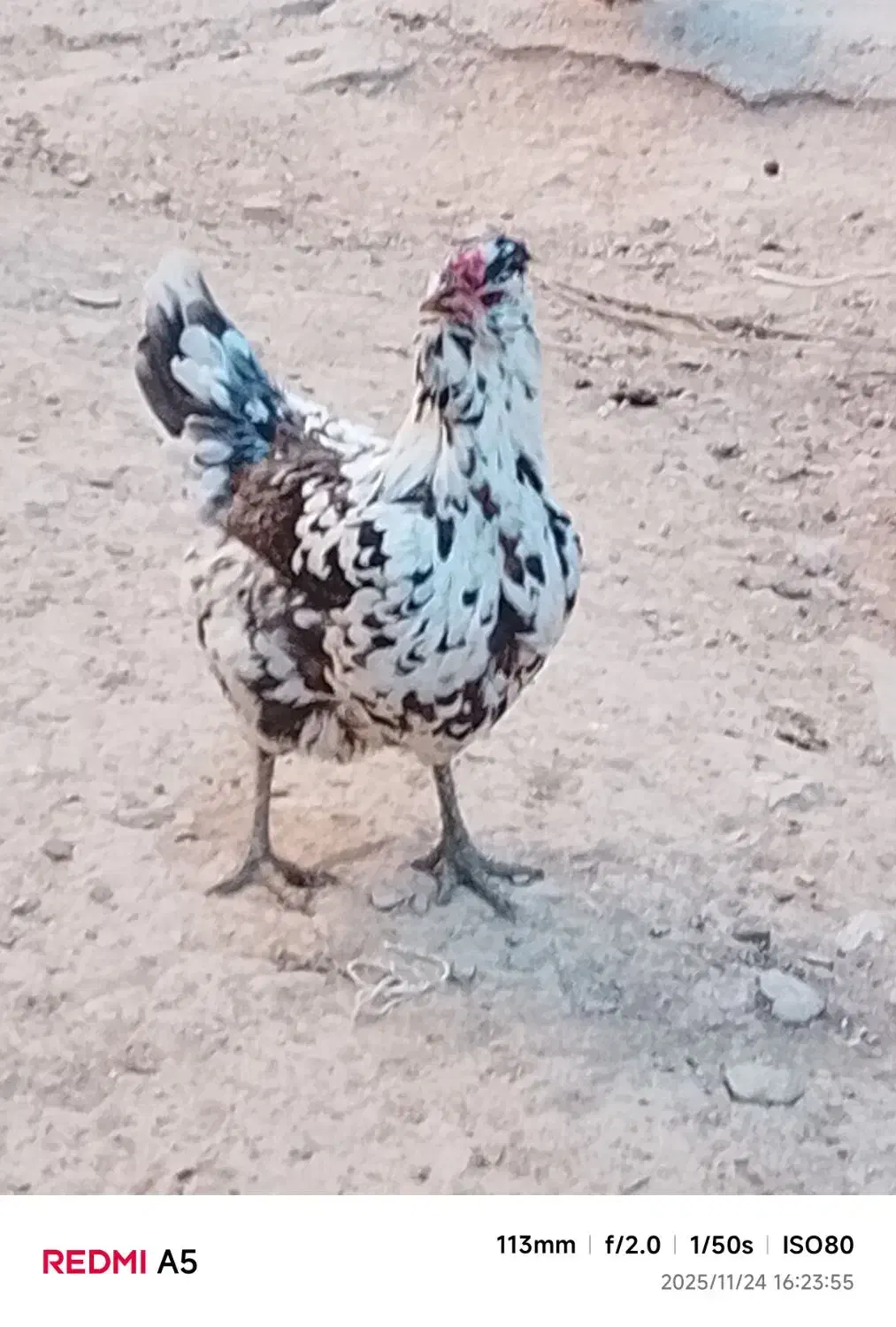 مرغ|حیوانات مزرعه|لاران, |دیوار