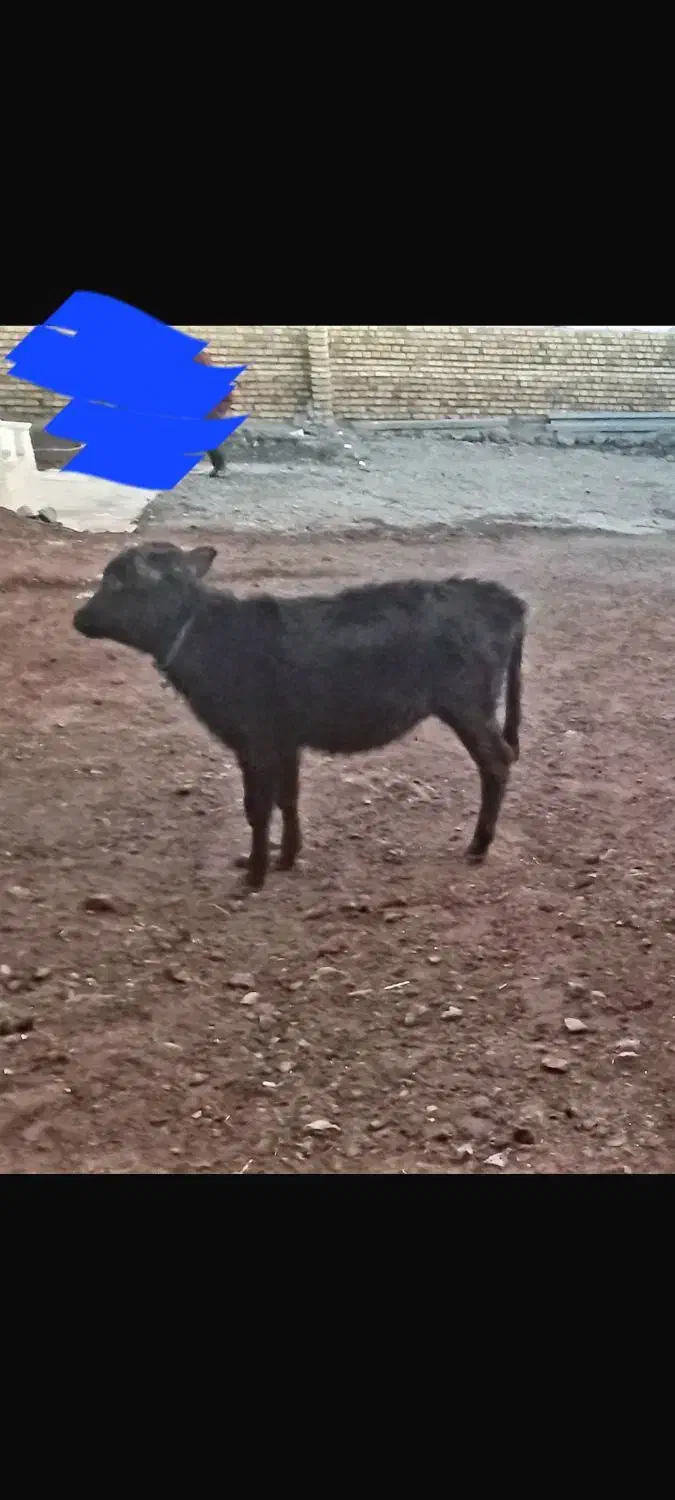 گوساله ماده باب داشت مالچه|حیوانات مزرعه|کامیاران, |دیوار
