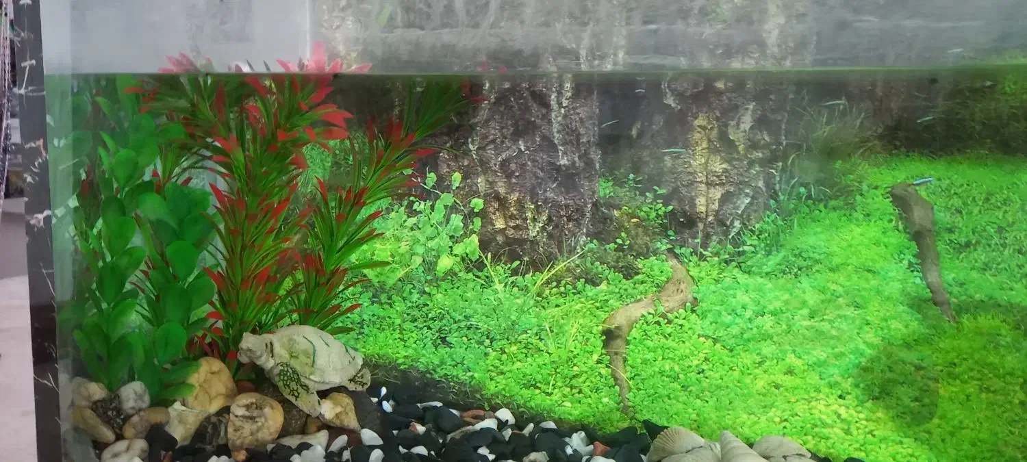 آکواریوم|ماهی|زابل, |دیوار