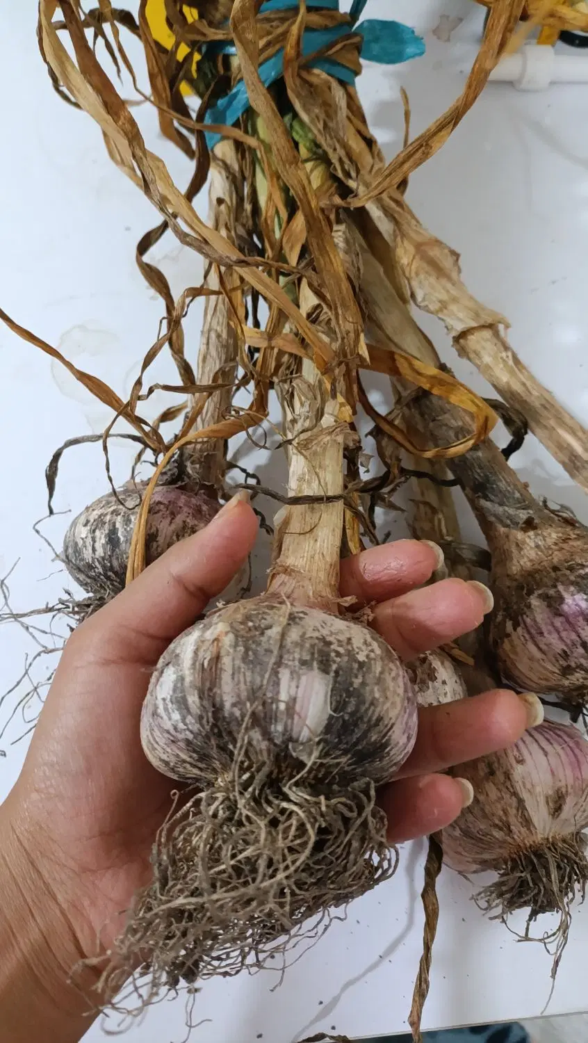 سیر درجه یک|خوردنی و آشامیدنی|دلند, |دیوار