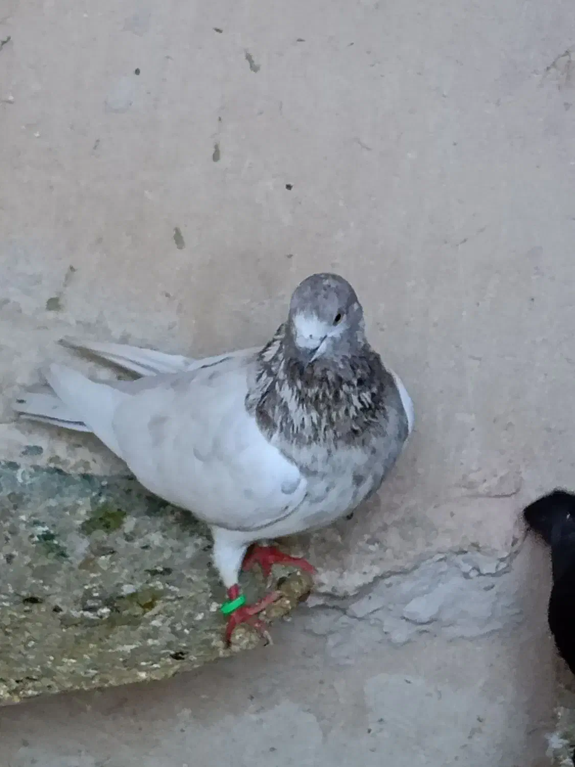 یک لانه کبوتر|پرنده|نقده, |دیوار