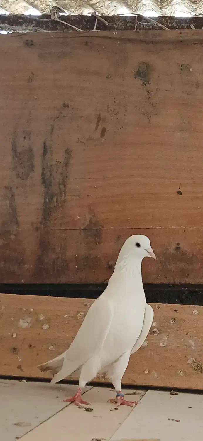 کبوتر نر|پرنده|لاهیجان, پردسر|دیوار