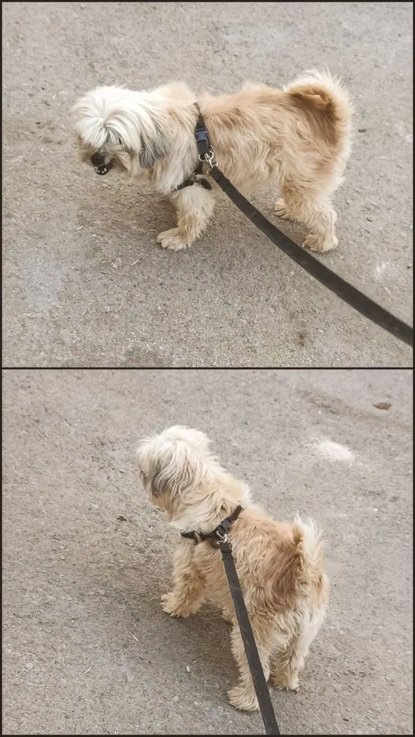 سگ گم شده|حیوانات|اردکان, |دیوار