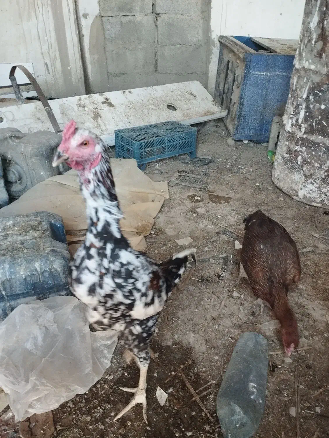 مرغ خروس نصل دار|حیوانات مزرعه|سیب و سوران, |دیوار