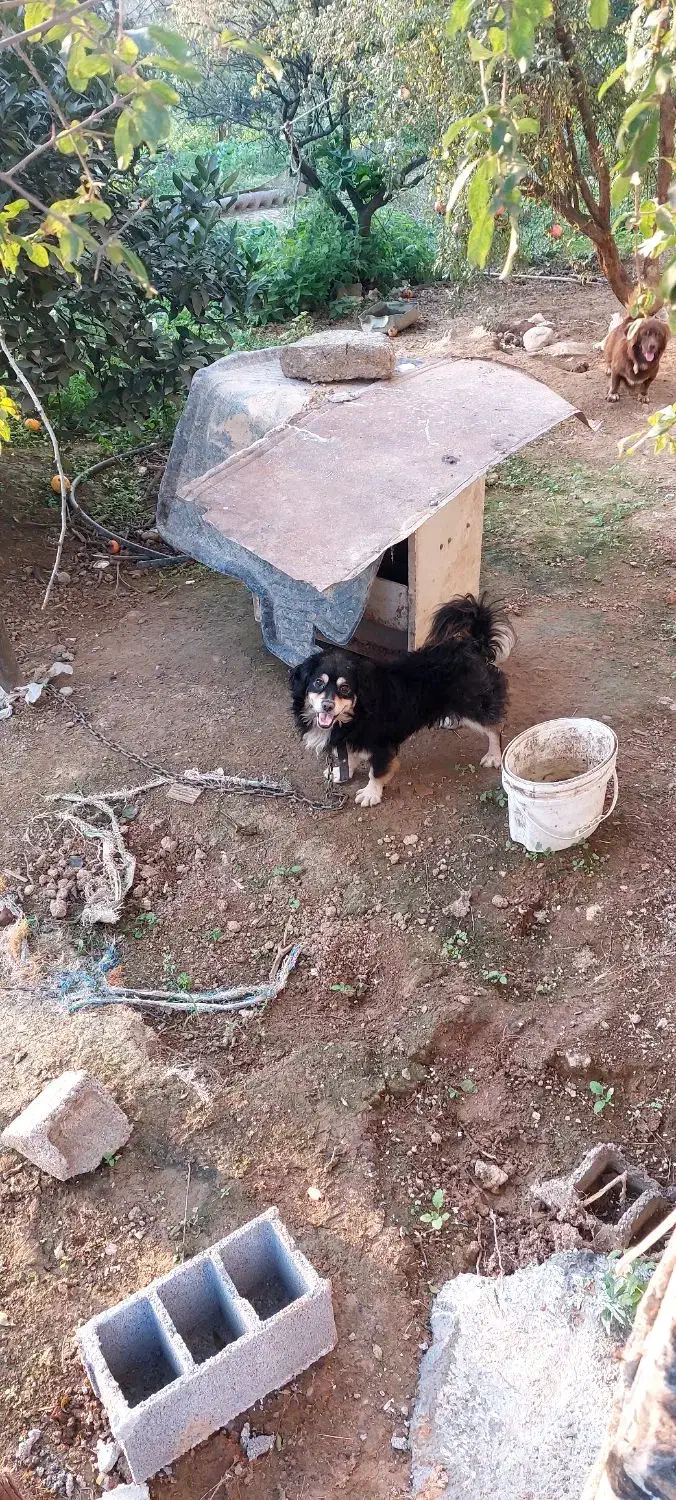 سگ پاکوتاه نر|سگ|بابل, |دیوار