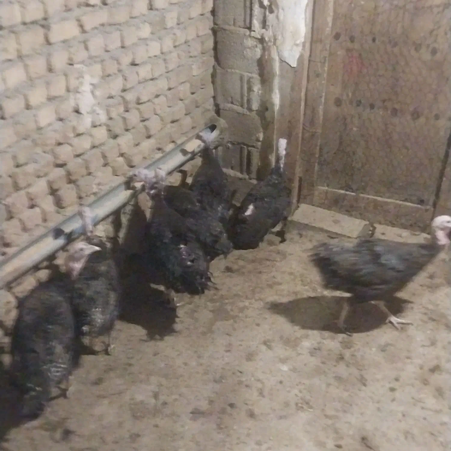 بوقلمون ماده پایان دوره(ازتخم رفته)|حیوانات مزرعه|تهران, فردوسی|دیوار