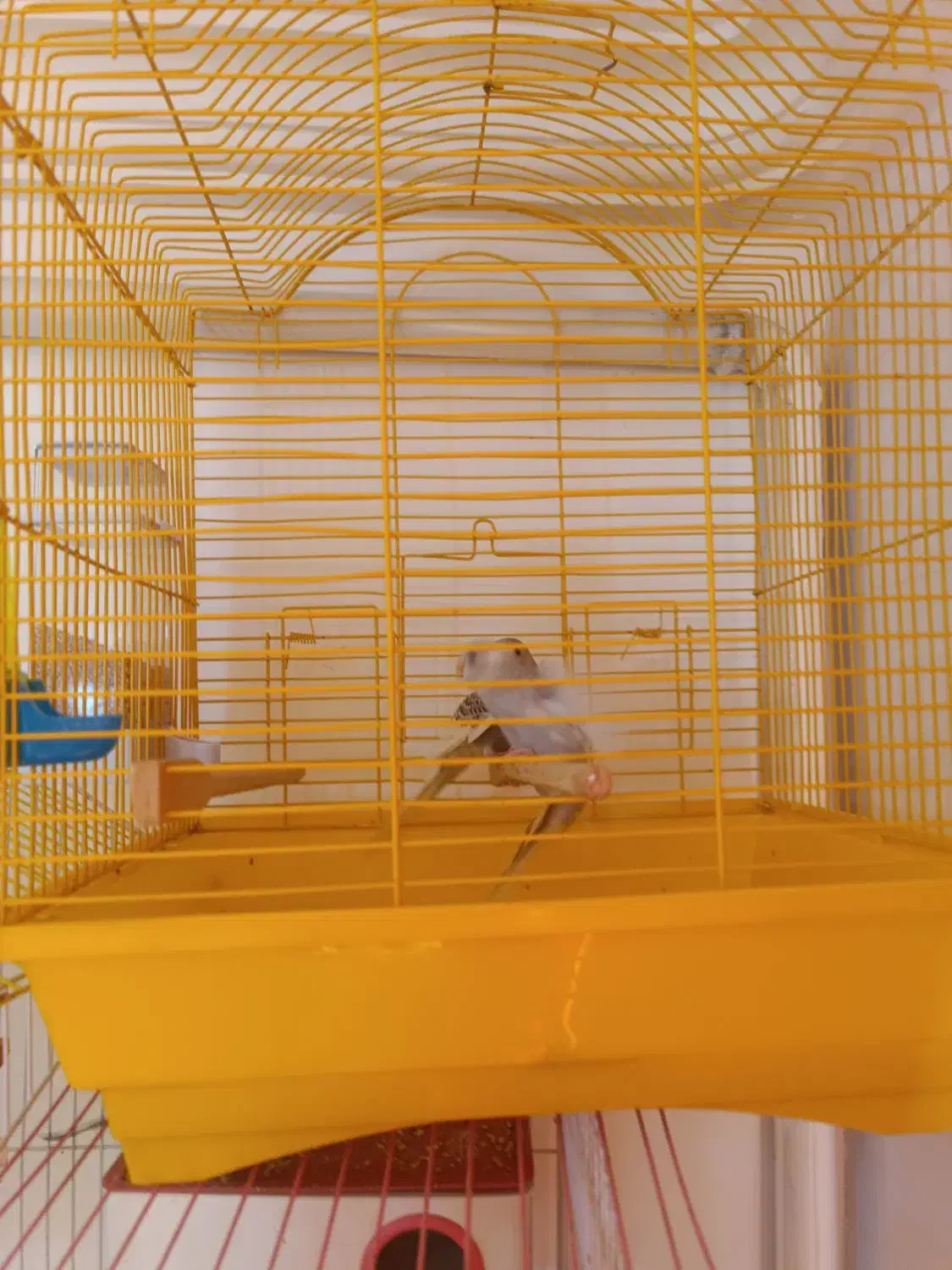 تعداد 9عدد مرغ عشق بفروش می رسد|پرنده|میانه, |دیوار