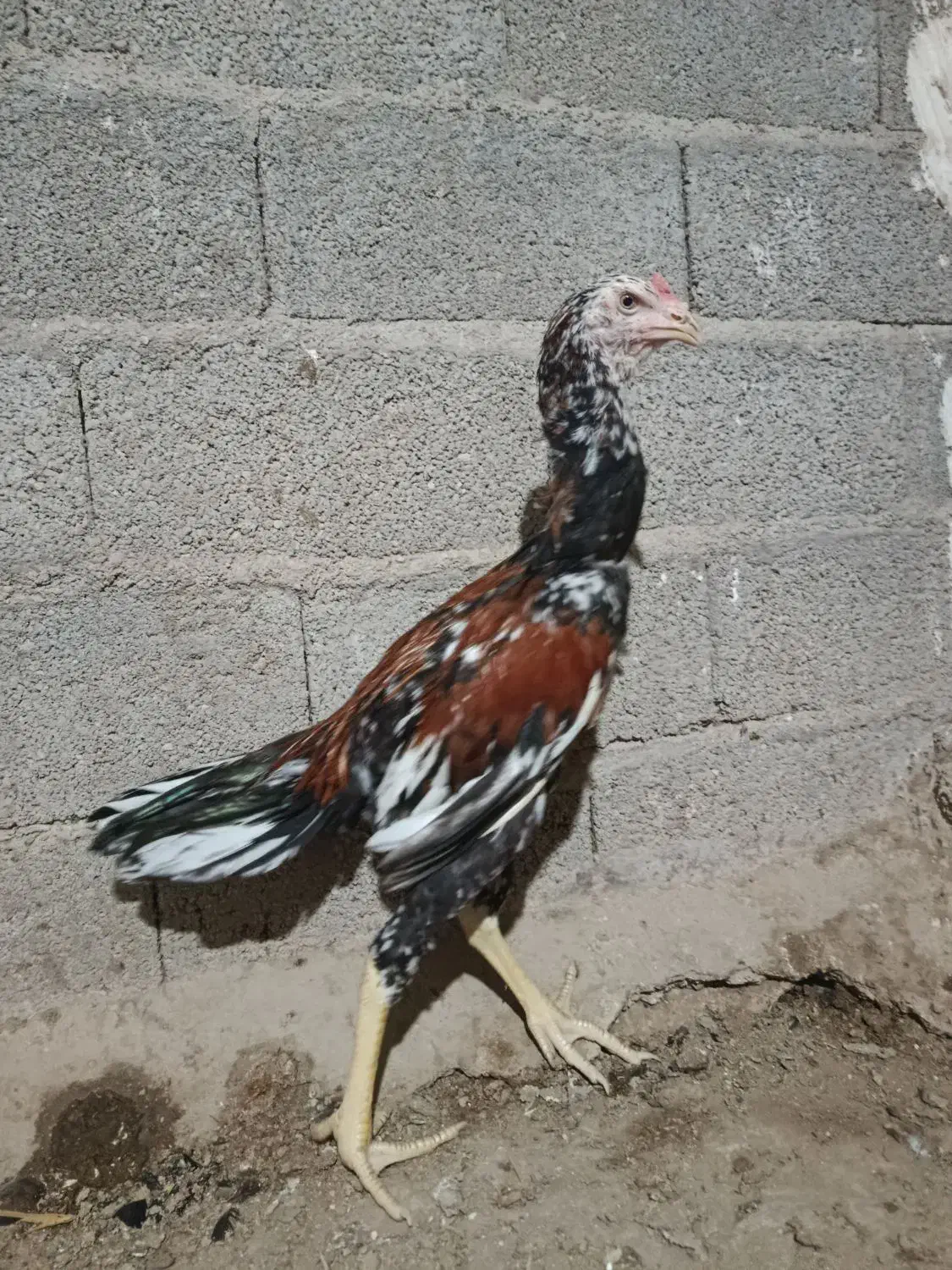 خروس مرغ و جوجه|حیوانات مزرعه|بندر دیر, |دیوار