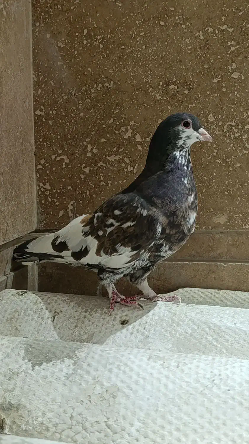 کبوتر شهری گلدار|پرنده|شیراز, شهرک مدرس|دیوار