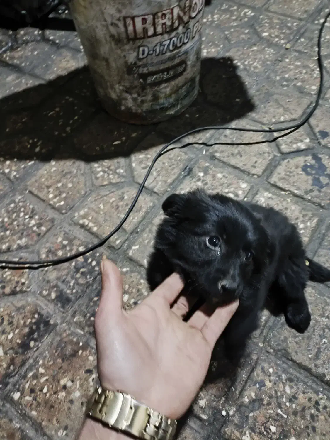 واگزاری|سگ|اراک, |دیوار