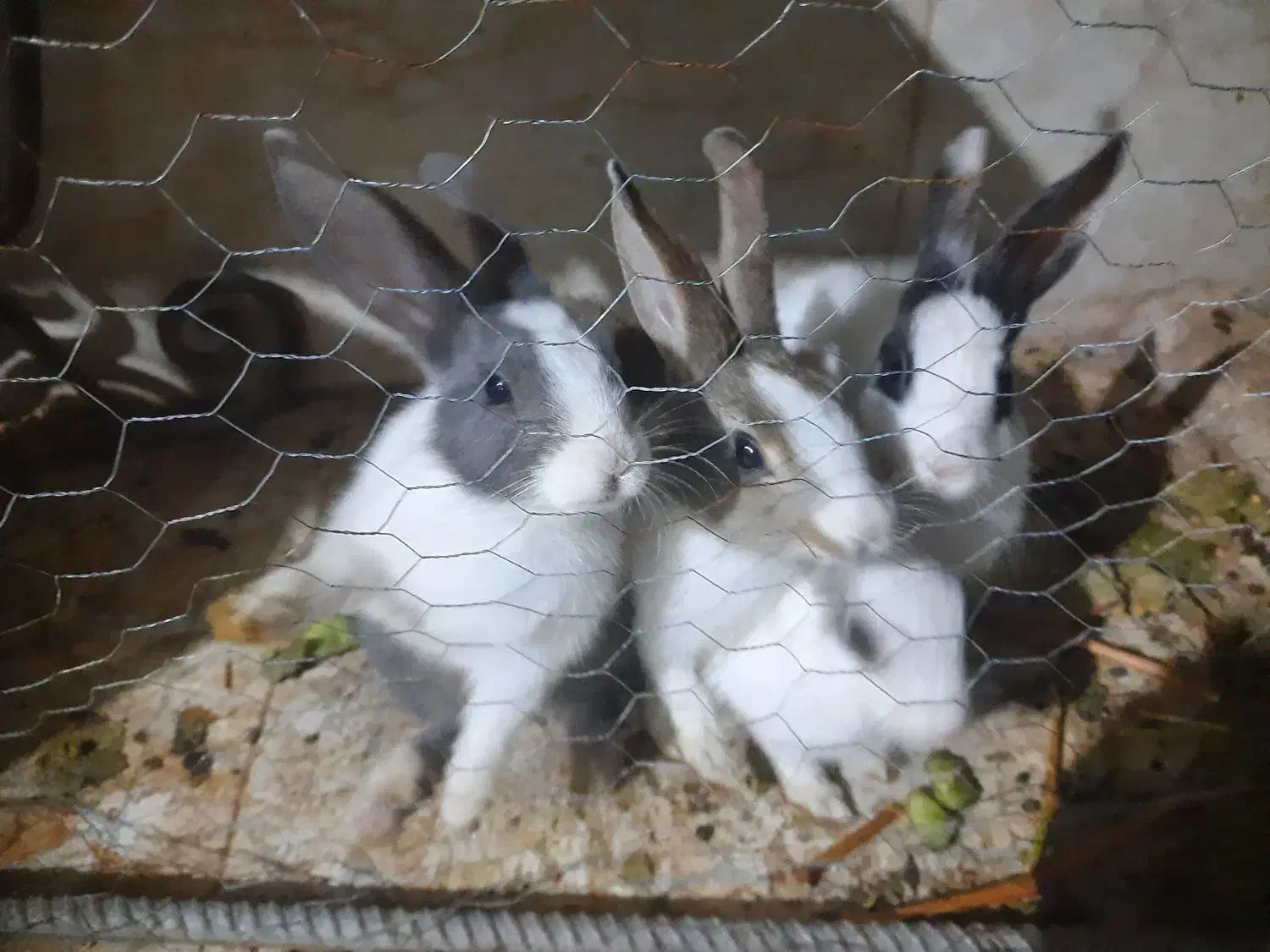 خرگوش|موش و خرگوش|لوشان, |دیوار