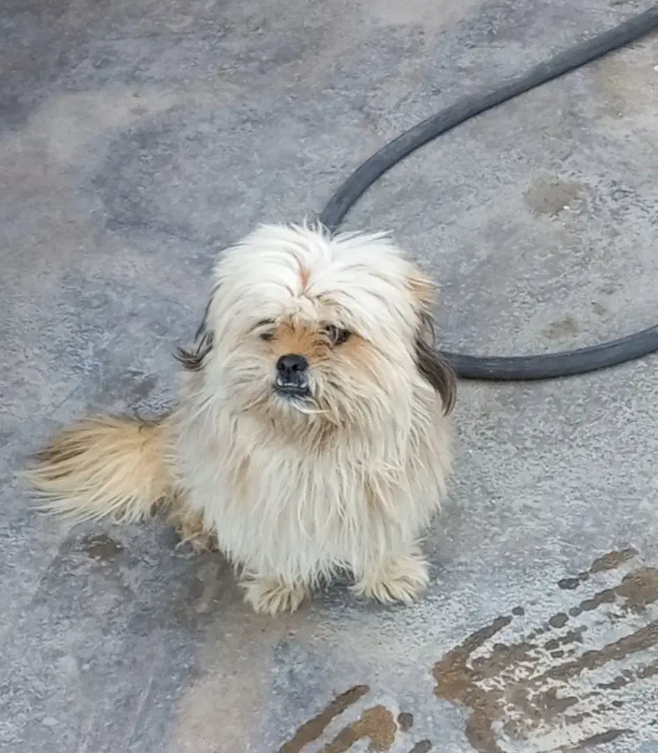 شیتزو|سگ|امیدیه, |دیوار