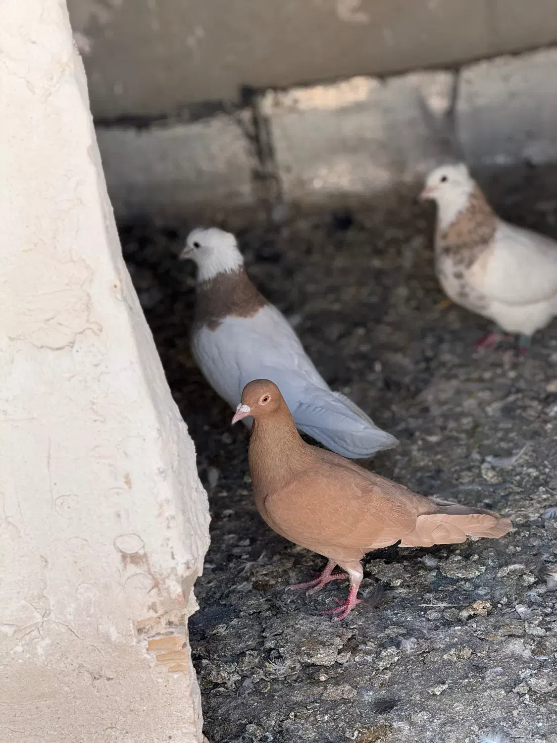 سار|پرنده|آشخانه, |دیوار