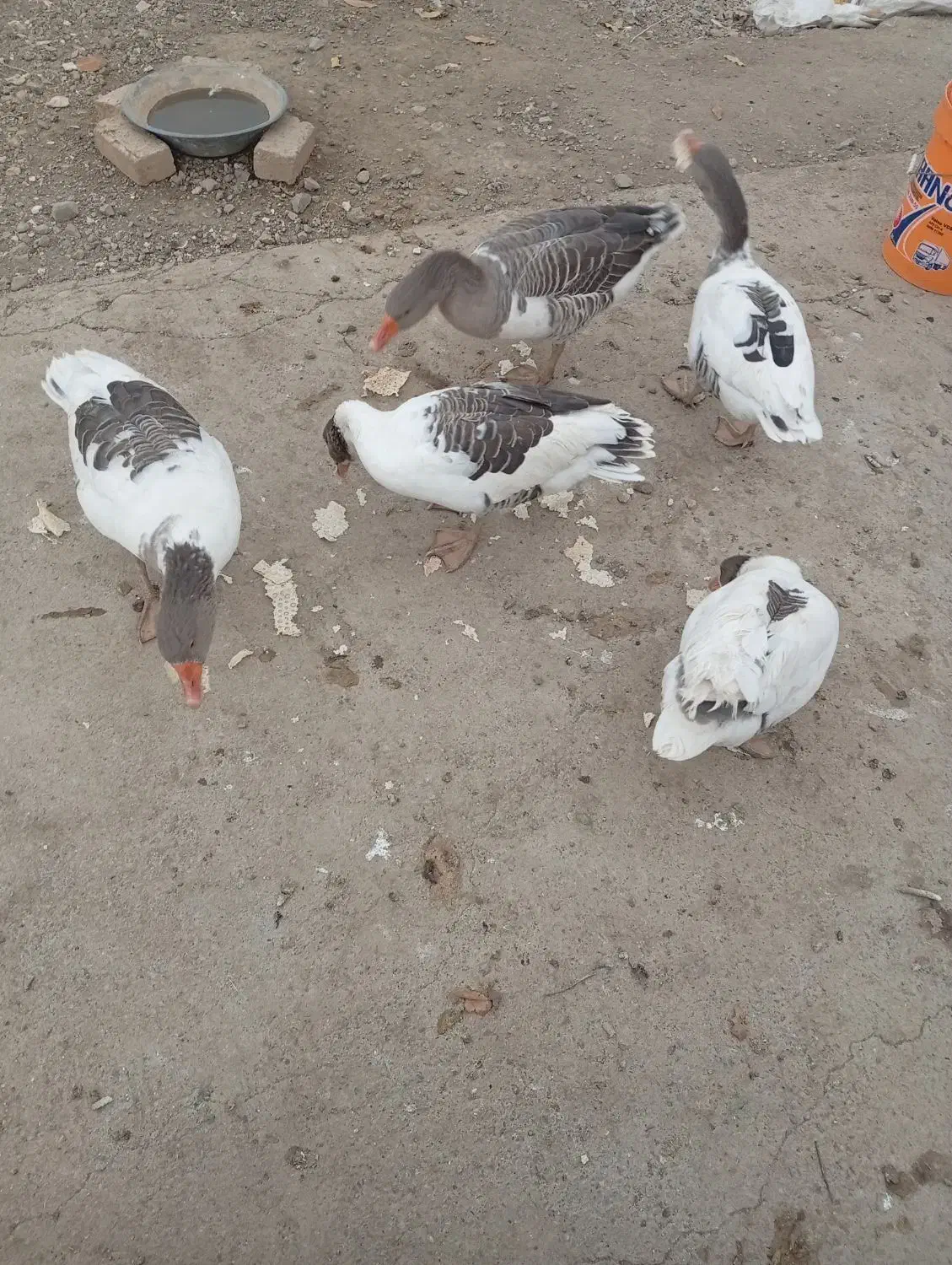 5 تا غاز|حیوانات مزرعه|بروجرد, |دیوار