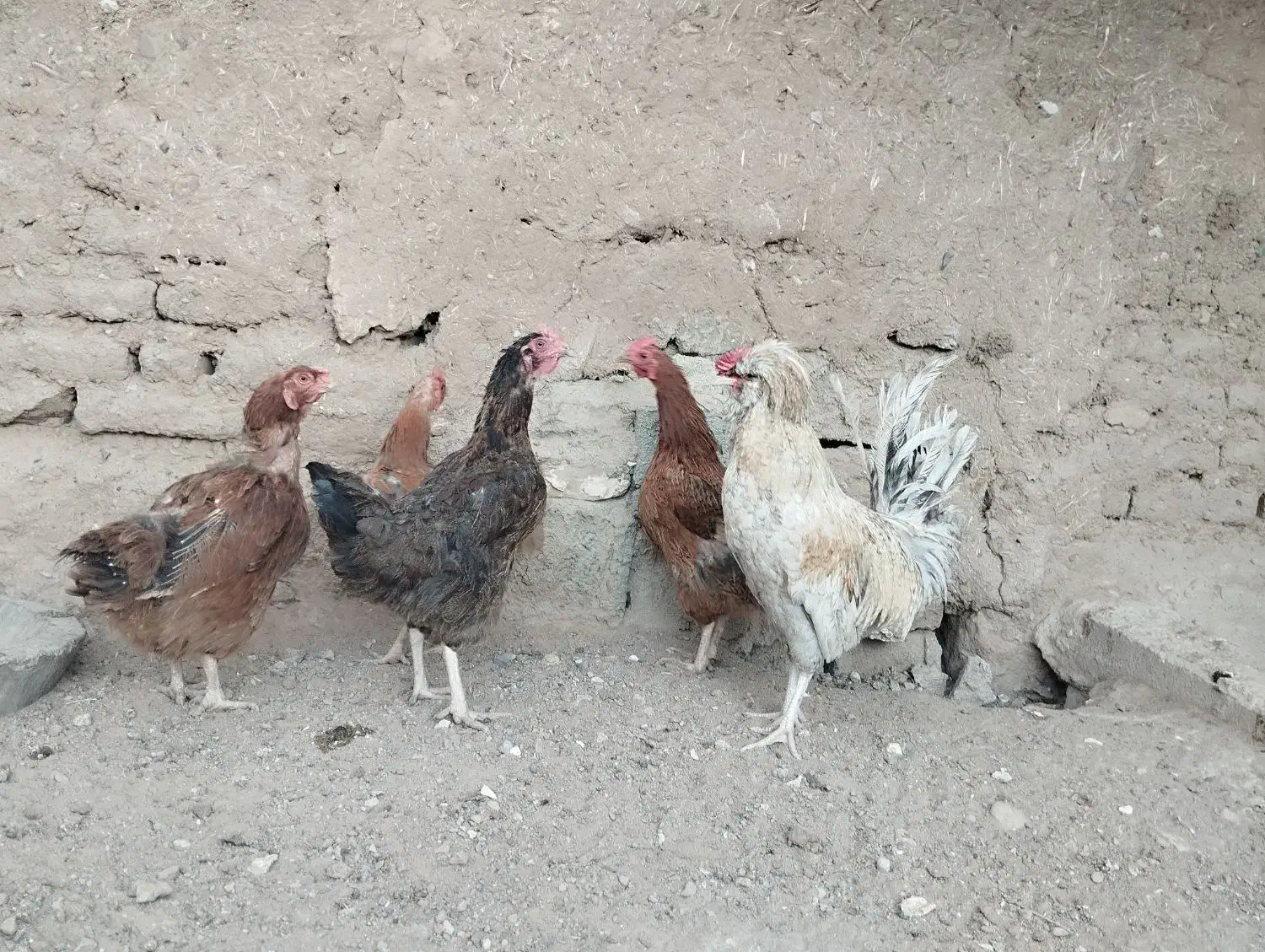 فروش مرغ و خروس و اردک وجوجه|حیوانات مزرعه|خواف, |دیوار