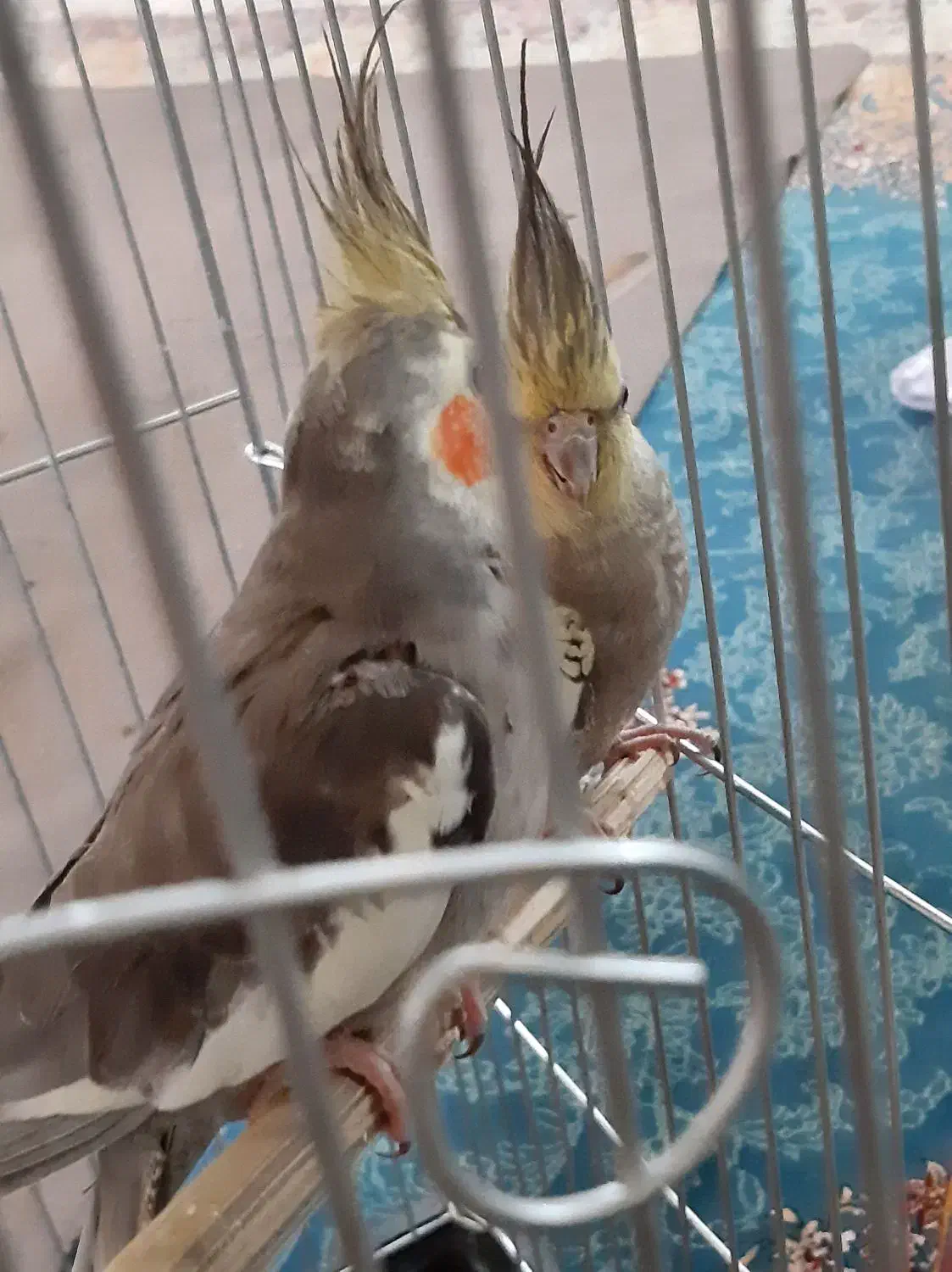 پرنده عروس پاریس ۷ عدد|پرنده|اهواز, کوی بشارت|دیوار