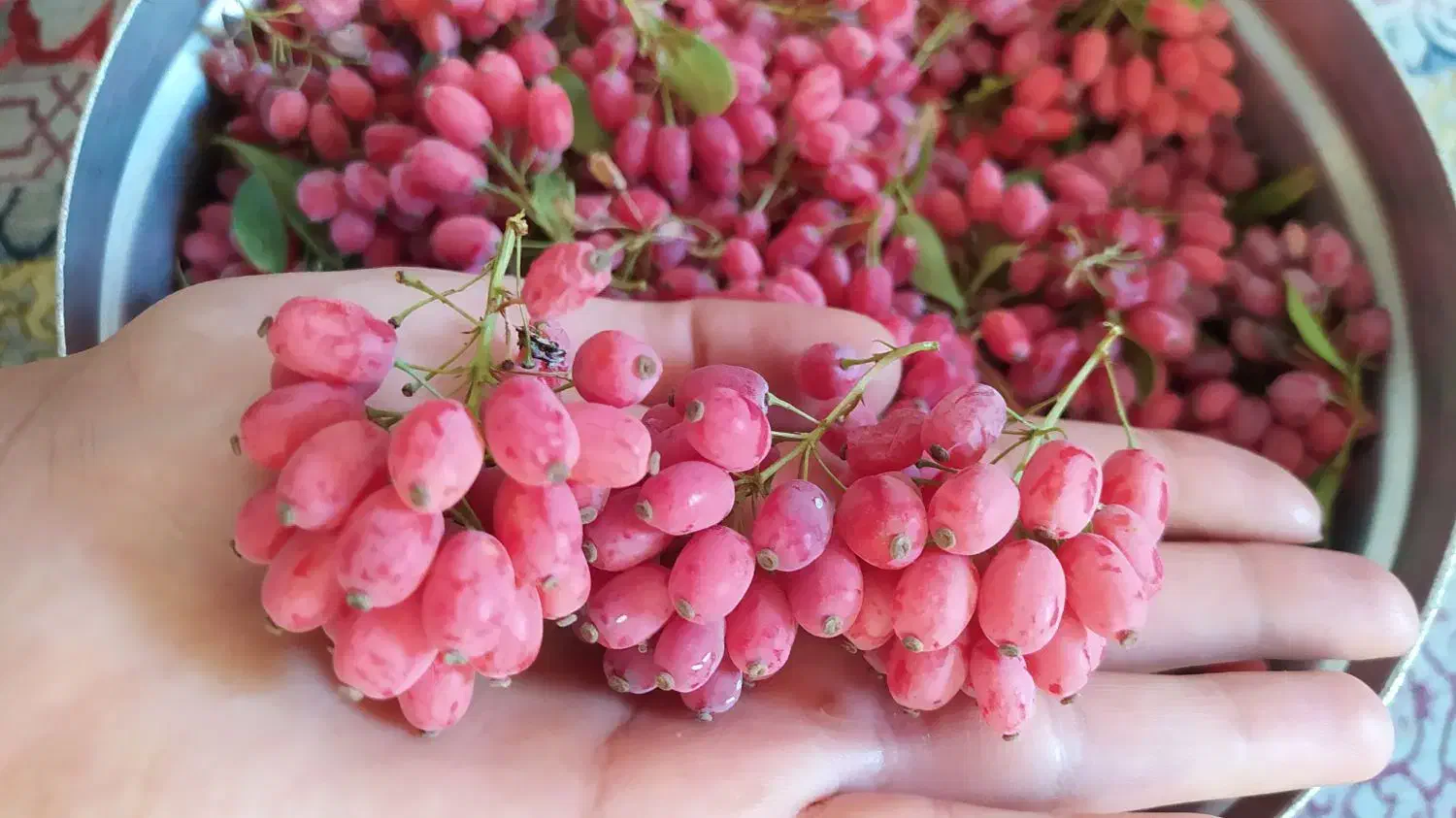 زرشک تازه باشاخه آبدار|خوردنی و آشامیدنی|بیرجند, |دیوار