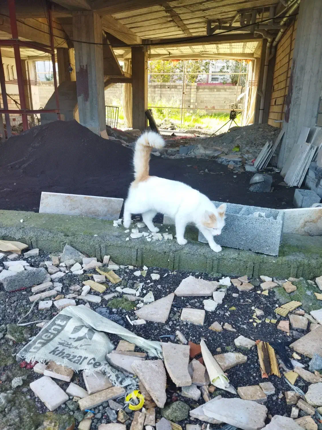 گربه خونگی|گربه|بندر انزلی, نیمه شعبان|دیوار