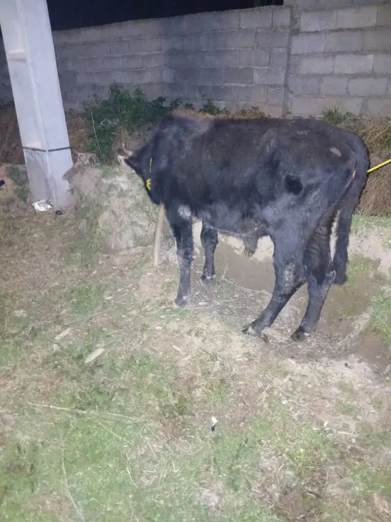 گاو نر دورک|حیوانات مزرعه|سیاهکل, |دیوار