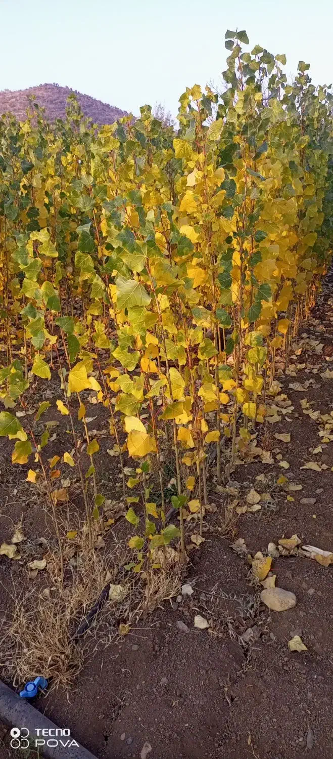 فروش نهال صنوبر نیگرا|خدمات باغبانی و درختکاری|بانه, |دیوار