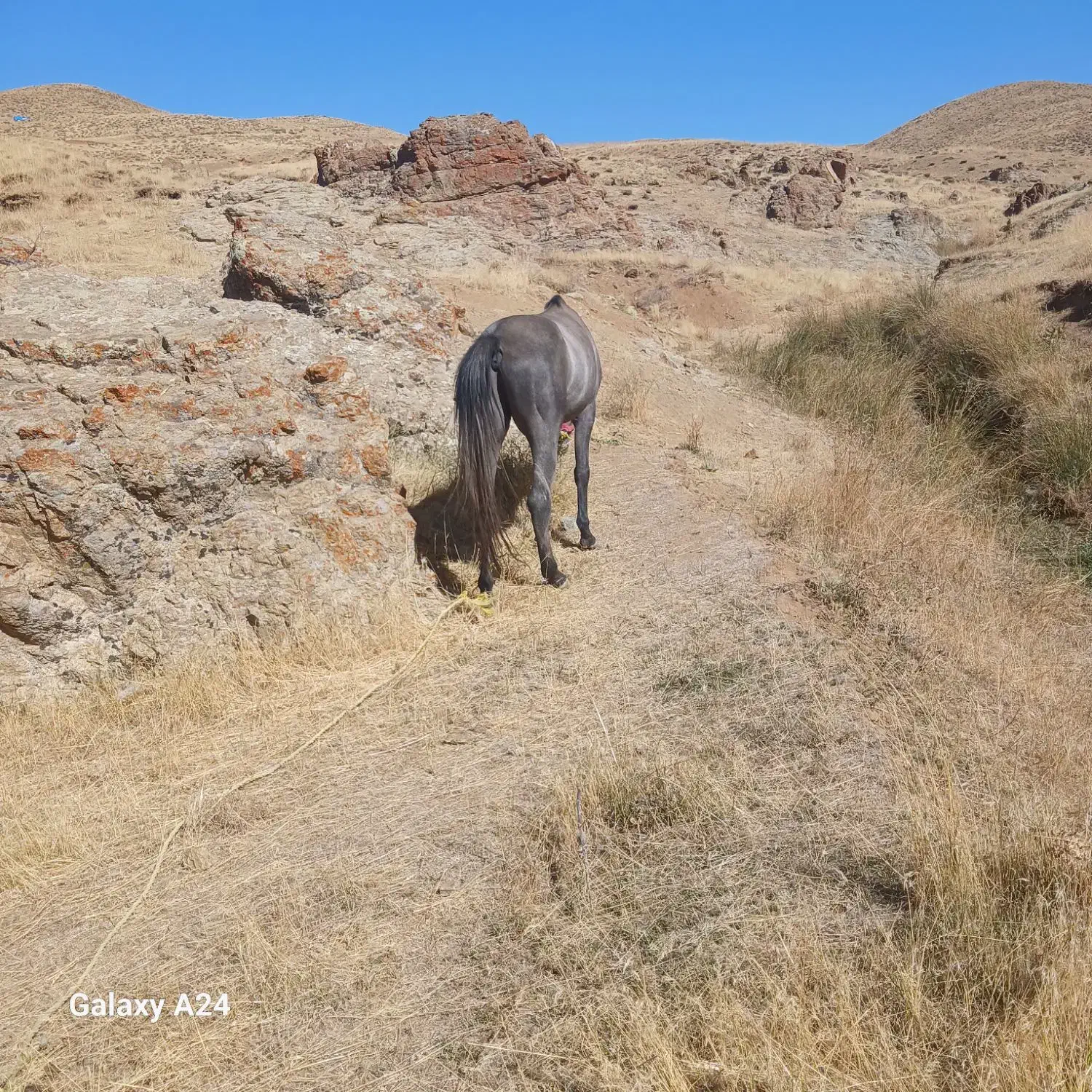 اسب کورد|اسب و تجهیزات اسب‌سواری|سلماس, |دیوار