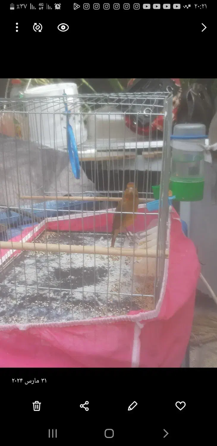 قناری نر|پرنده|بم, |دیوار