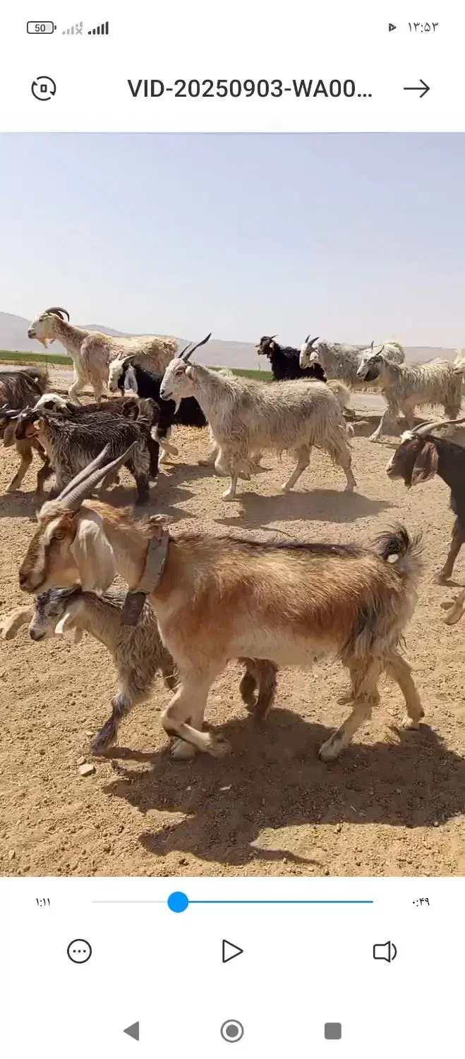 ۴۵ راس بز کهره دار|حیوانات مزرعه|سده (فارس), |دیوار