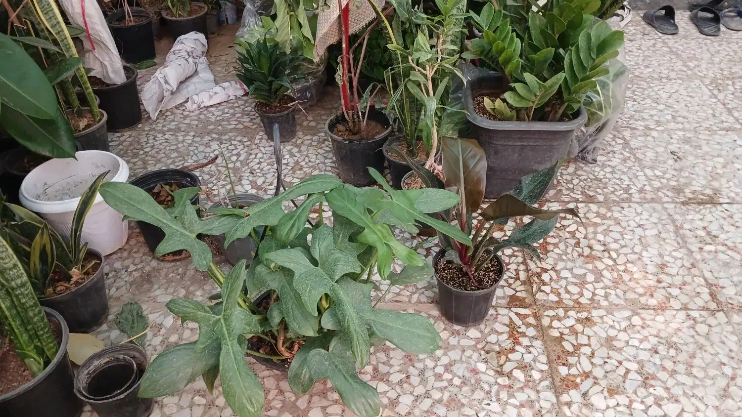 تاحالا از گلخانه افرا خرید داشتین|گل و گیاه طبیعی|قم, چهل درخت|دیوار