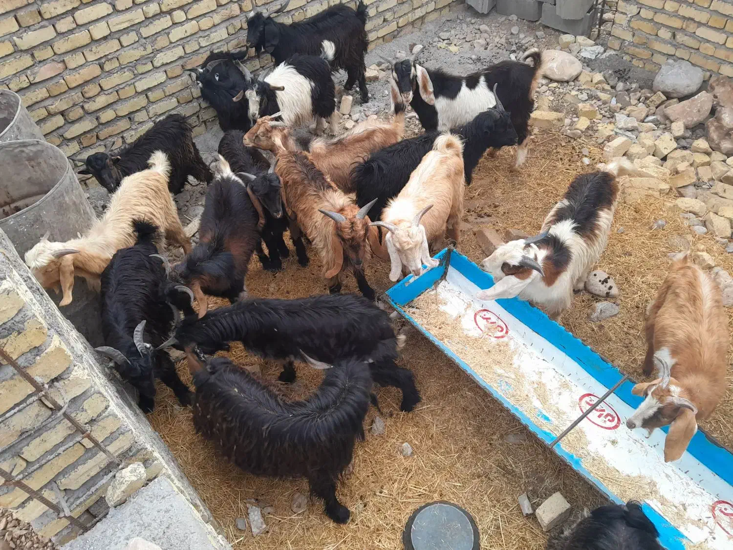 بزغاله نر|حیوانات مزرعه|پلدختر, |دیوار