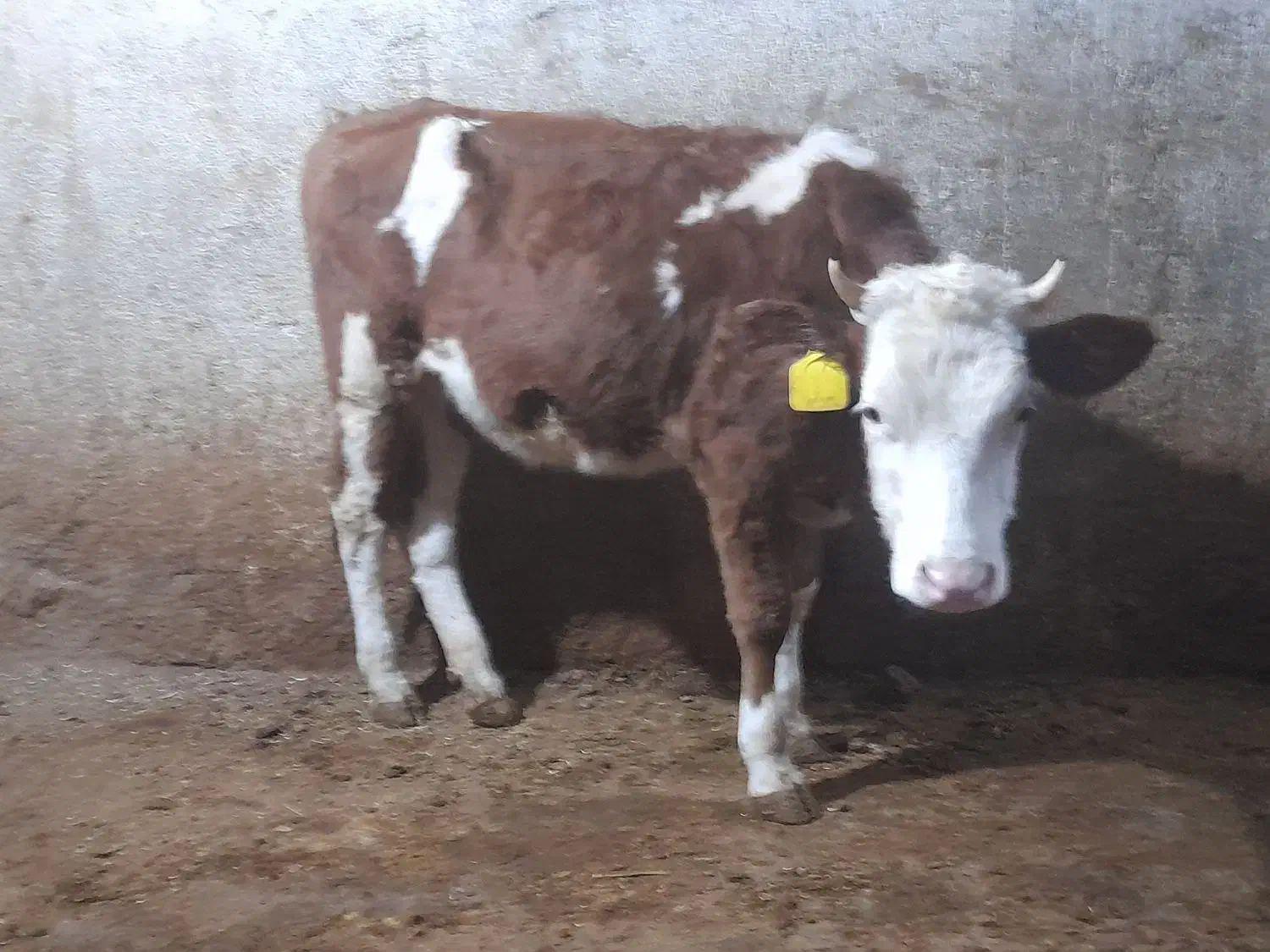 تلیسه سیمینتال|حیوانات مزرعه|کنگاور, |دیوار