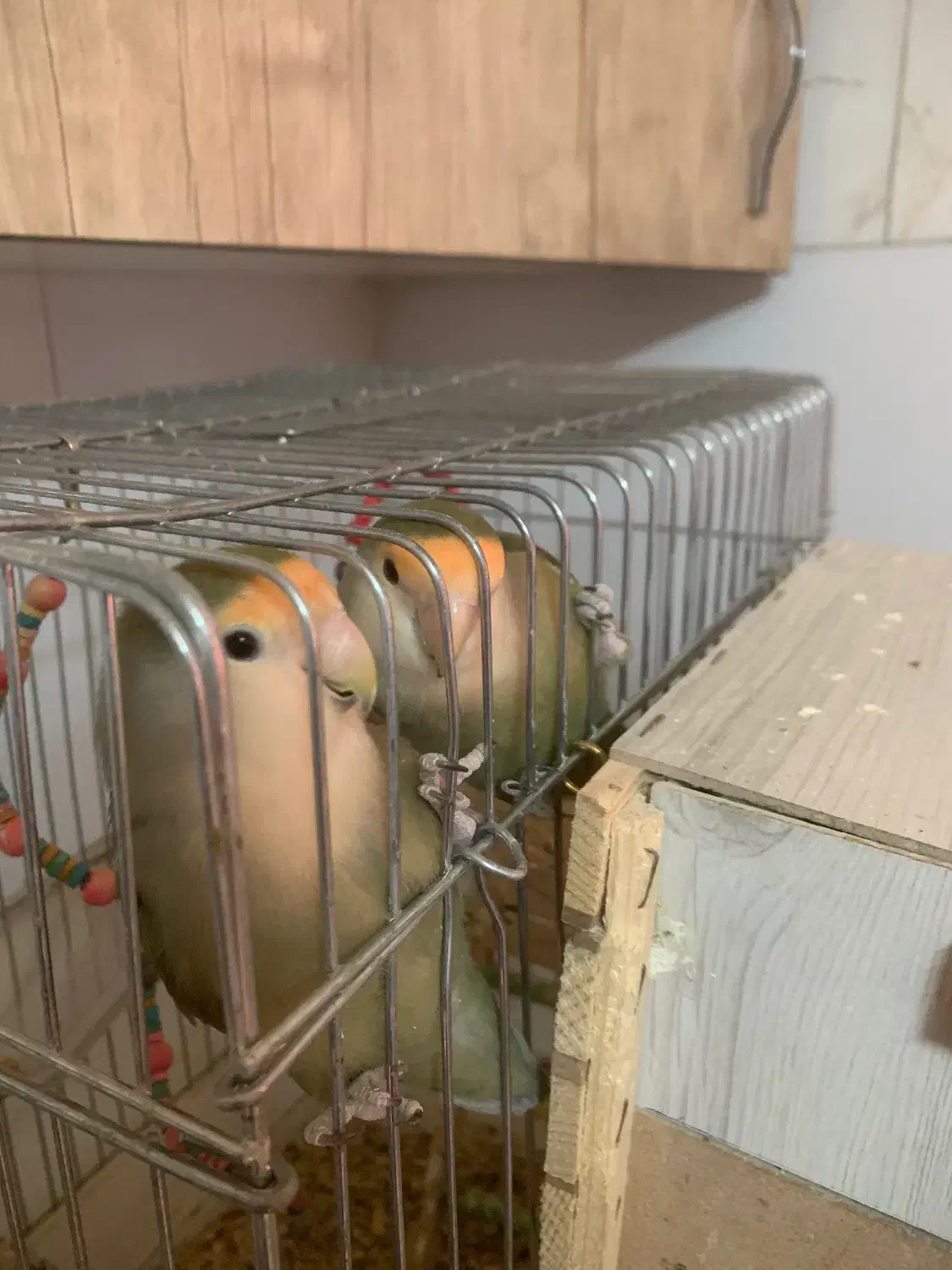 طوطی برزیلی و عروس هلندی|پرنده|باقرشهر, |دیوار