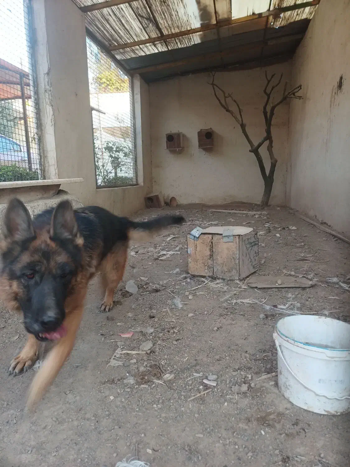 فروشتوله۹ماههسگشیانلو|سگ|گلمکان, |دیوار