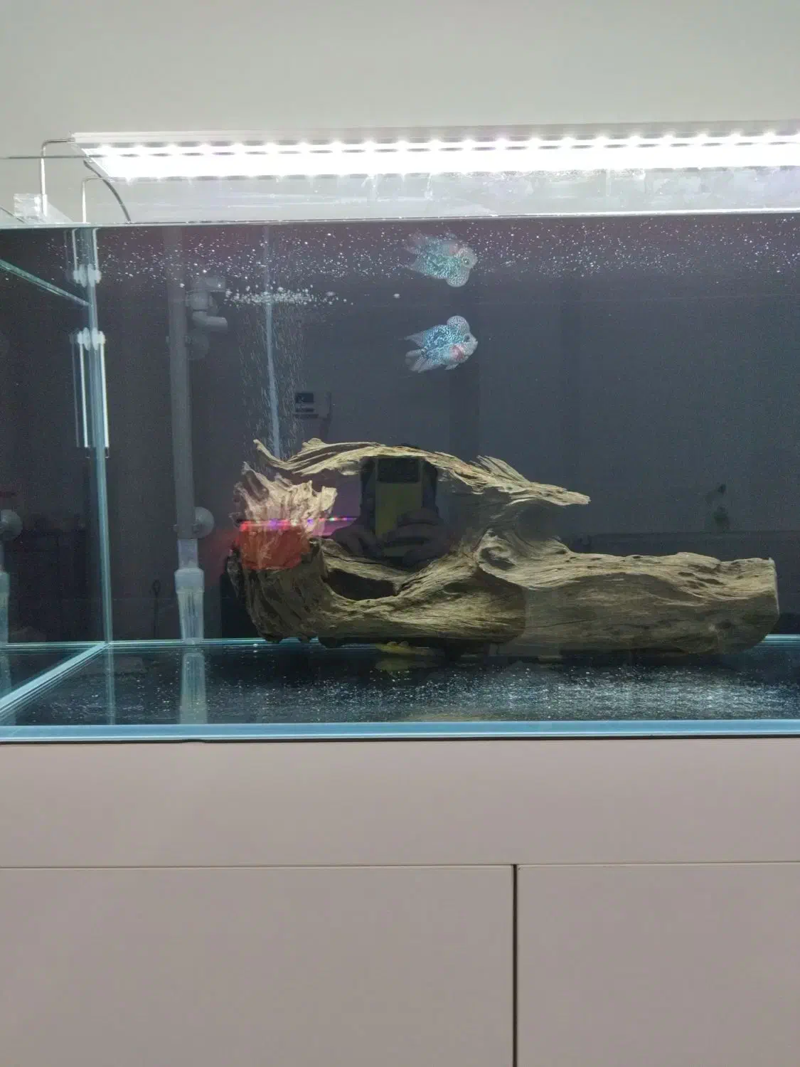 تنه چوب آبنوس ۴/۶۰۰کیلوگرم.آکواریوم.ماهی|ماهی|محمدشهر, شهرک پیام (مهرالبرز)|دیوار