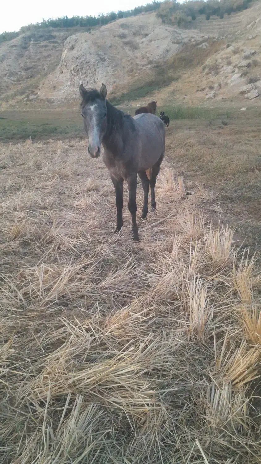 اسب|اسب و تجهیزات اسب‌سواری|کوهنانی, |دیوار