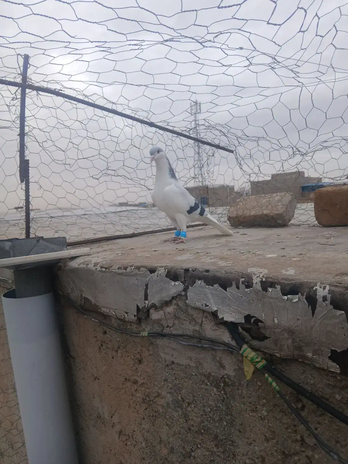 کبوتر|پرنده|الوند, |دیوار