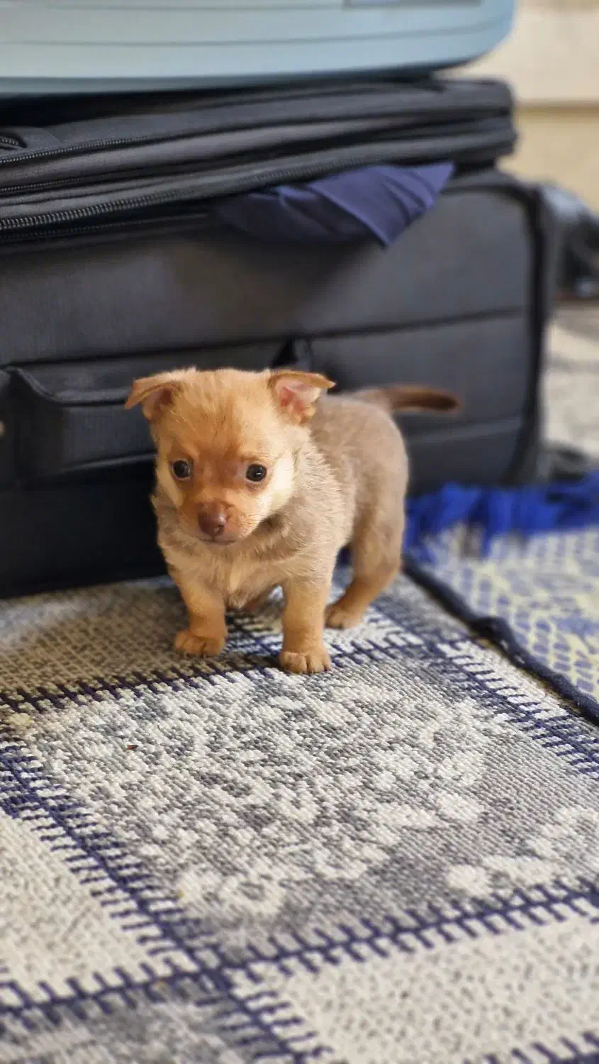 توله شیواوا  وارداتی|سگ|صدرا-فارس, فاز ۱|دیوار