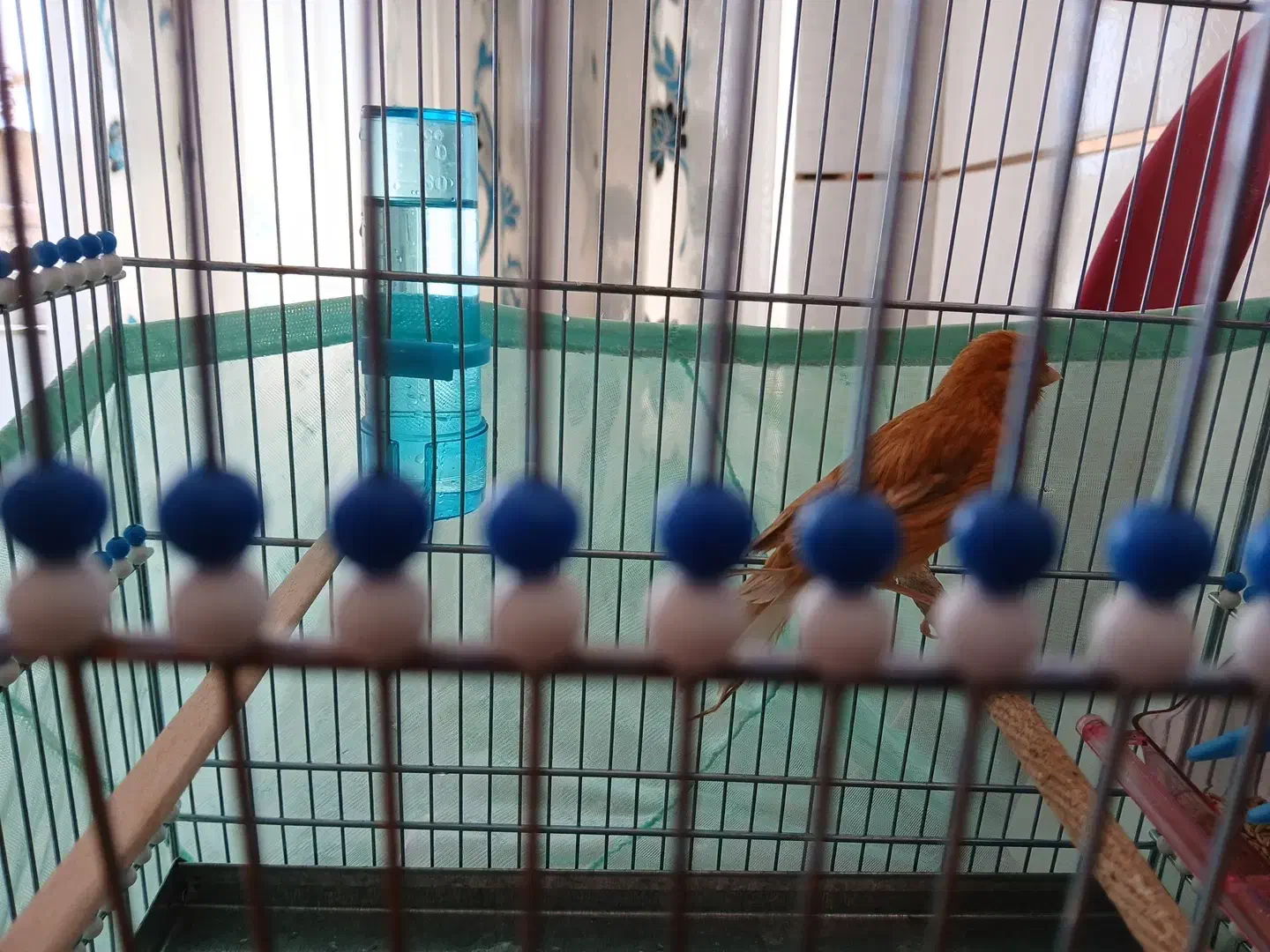 قنارئ|پرنده|سمیرم, |دیوار