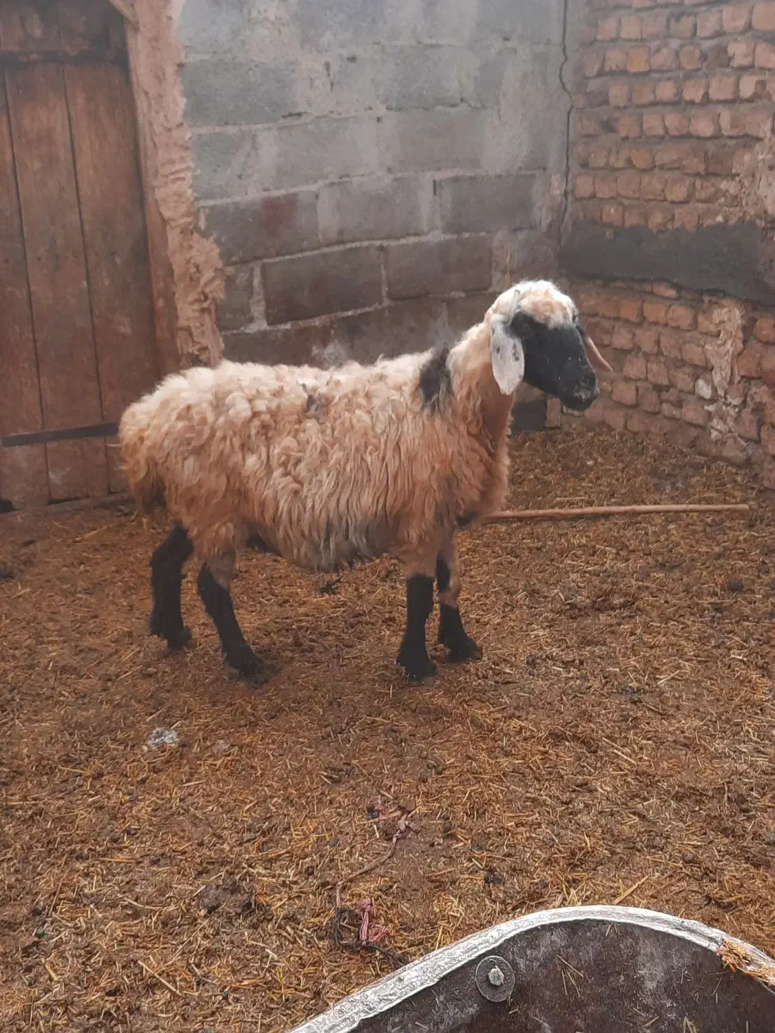 میش جوان|حیوانات مزرعه|نیشابور, دهنو|دیوار