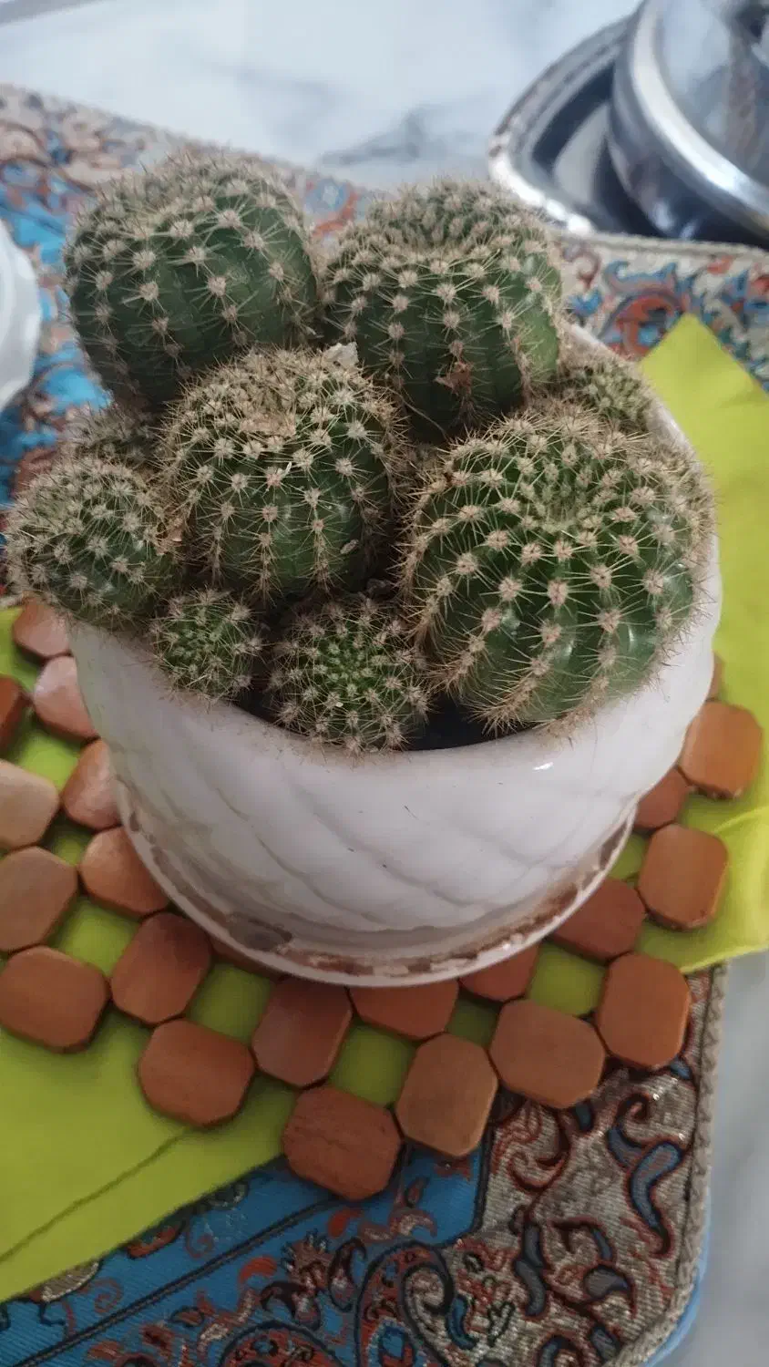 گل طبیعی|گل و گیاه طبیعی|پردیس, فاز ۸|دیوار